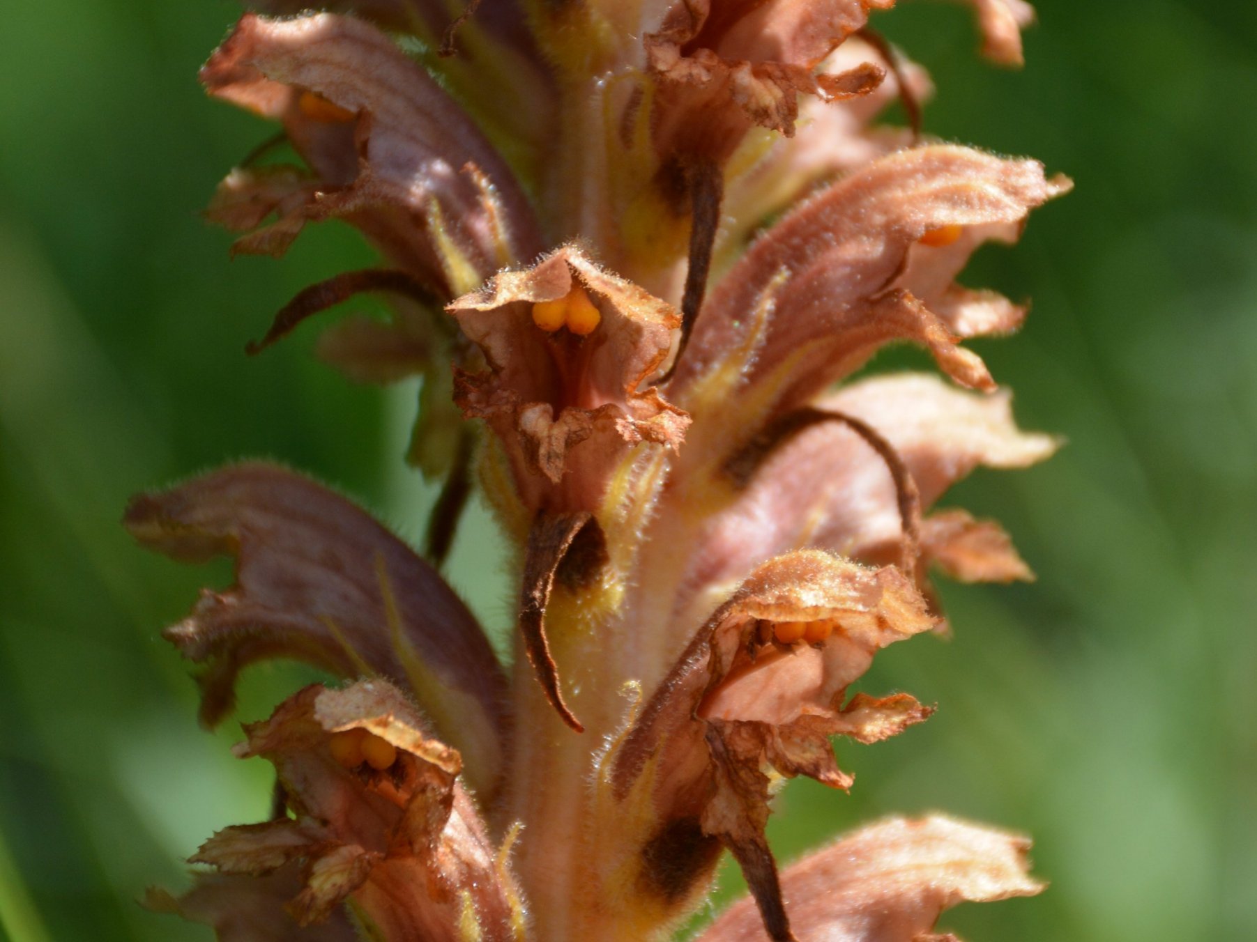 Orobanche rapum-genistae